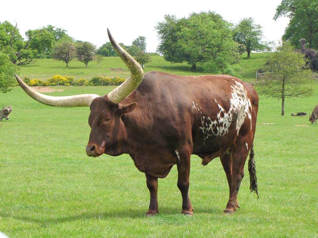 OX